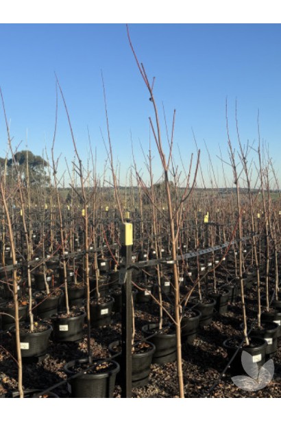 Клен фрімані Джефферсред в горщику зимою 